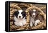 Border Collie Dog Puppies in Rope-null-Framed Stretched Canvas