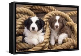 Border Collie Dog Puppies in Rope-null-Framed Stretched Canvas