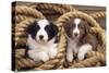 Border Collie Dog Puppies in Rope-null-Stretched Canvas