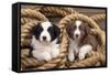 Border Collie Dog Puppies in Rope-null-Framed Stretched Canvas