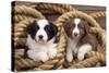 Border Collie Dog Puppies in Rope-null-Stretched Canvas