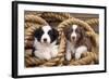Border Collie Dog Puppies in Rope-null-Framed Photographic Print
