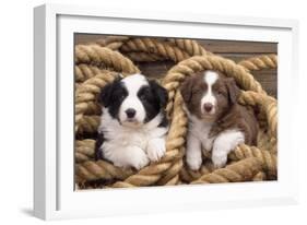 Border Collie Dog Puppies in Rope-null-Framed Photographic Print