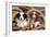 Border Collie Dog Puppies in Rope-null-Framed Photographic Print