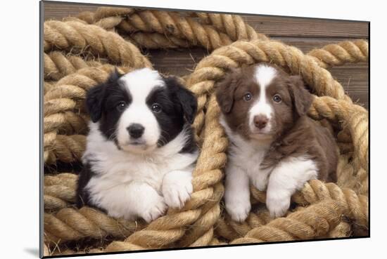 Border Collie Dog Puppies in Rope-null-Mounted Photographic Print