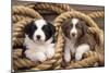 Border Collie Dog Puppies in Rope-null-Mounted Photographic Print