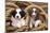 Border Collie Dog Puppies in Rope-null-Mounted Photographic Print