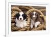 Border Collie Dog Puppies in Rope-null-Framed Photographic Print