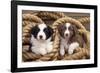 Border Collie Dog Puppies in Rope-null-Framed Photographic Print