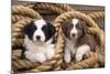 Border Collie Dog Puppies in Rope-null-Mounted Photographic Print