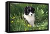 Border Collie Dog Puppy in Buttercups-null-Framed Stretched Canvas