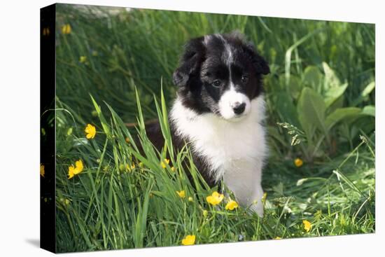 Border Collie Dog Puppy in Buttercups-null-Stretched Canvas