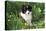 Border Collie Dog Puppy in Buttercups-null-Stretched Canvas