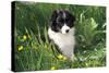 Border Collie Dog Puppy in Buttercups-null-Stretched Canvas