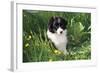 Border Collie Dog Puppy in Buttercups-null-Framed Photographic Print