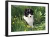 Border Collie Dog Puppy in Buttercups-null-Framed Photographic Print