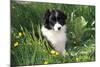 Border Collie Dog Puppy in Buttercups-null-Mounted Photographic Print