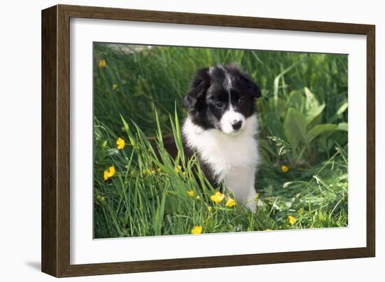 Border Collie Dog Puppy in Buttercups-null-Framed Photographic Print