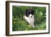 Border Collie Dog Puppy in Buttercups-null-Framed Photographic Print