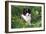 Border Collie Dog Puppy in Buttercups-null-Framed Photographic Print