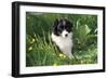 Border Collie Dog Puppy in Buttercups-null-Framed Photographic Print