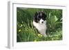 Border Collie Dog Puppy in Buttercups-null-Framed Photographic Print