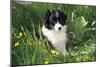 Border Collie Dog Puppy in Buttercups-null-Mounted Photographic Print