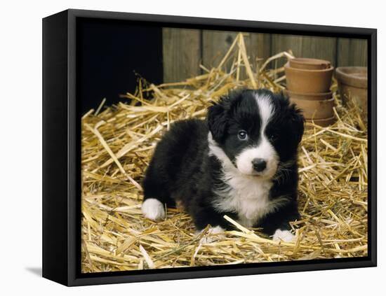 Border Collie Dog Puppy in Straw-null-Framed Stretched Canvas