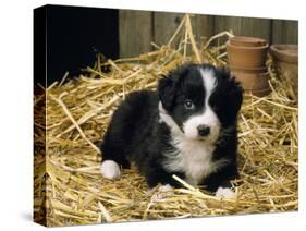 Border Collie Dog Puppy in Straw-null-Stretched Canvas