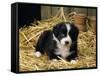 Border Collie Dog Puppy in Straw-null-Framed Stretched Canvas