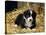 Border Collie Dog Puppy in Straw-null-Stretched Canvas