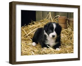 Border Collie Dog Puppy in Straw-null-Framed Photographic Print