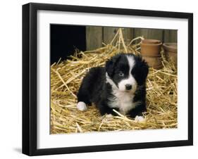 Border Collie Dog Puppy in Straw-null-Framed Photographic Print