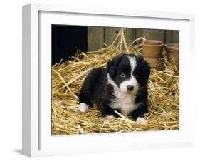 Border Collie Dog Puppy in Straw-null-Framed Photographic Print