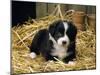 Border Collie Dog Puppy in Straw-null-Mounted Photographic Print