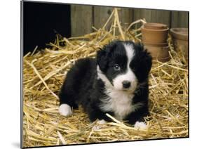 Border Collie Dog Puppy in Straw-null-Mounted Photographic Print