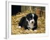 Border Collie Dog Puppy in Straw-null-Framed Photographic Print