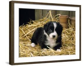 Border Collie Dog Puppy in Straw-null-Framed Photographic Print