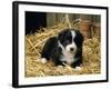 Border Collie Dog Puppy in Straw-null-Framed Photographic Print