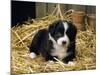 Border Collie Dog Puppy in Straw-null-Mounted Photographic Print