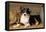 Border Collie Dog Puppy-null-Framed Stretched Canvas