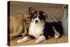 Border Collie Dog Puppy-null-Stretched Canvas