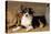 Border Collie Dog Puppy-null-Stretched Canvas