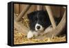 Border Collie Dog Puppy-null-Framed Stretched Canvas