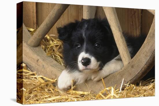 Border Collie Dog Puppy-null-Stretched Canvas