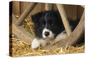 Border Collie Dog Puppy-null-Stretched Canvas
