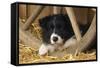 Border Collie Dog Puppy-null-Framed Stretched Canvas