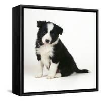 Border Collie Dog Puppy-null-Framed Stretched Canvas