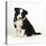 Border Collie Dog Puppy-null-Stretched Canvas