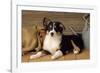 Border Collie Dog Puppy-null-Framed Photographic Print